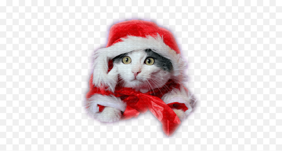 Christmas Cat Chat Noel - Merry Christmas Cat Png Emoji,Kitten Emoticon 28x28
