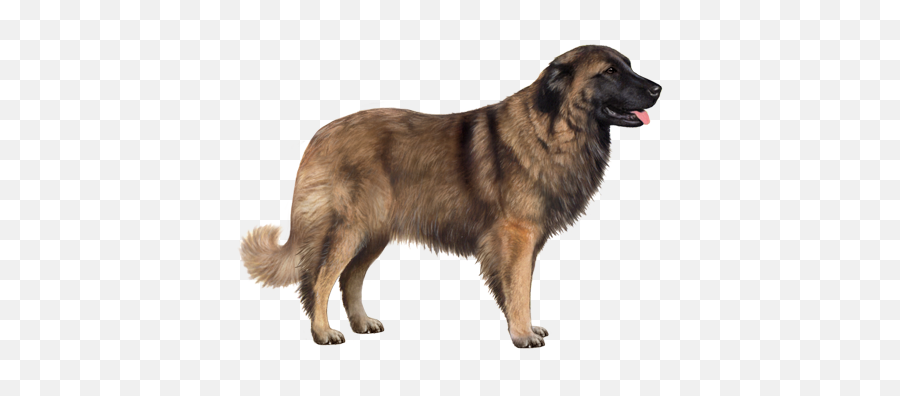 Estrela Mountain Dog Facts - Estrela Mountain Dog Emoji,Caucasian Mountain Shepherd Puppy Emoticon