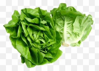 Lettuce Clipart Green Foods Lettuce - Lettuce Png Emoji,Lettuce Emoji