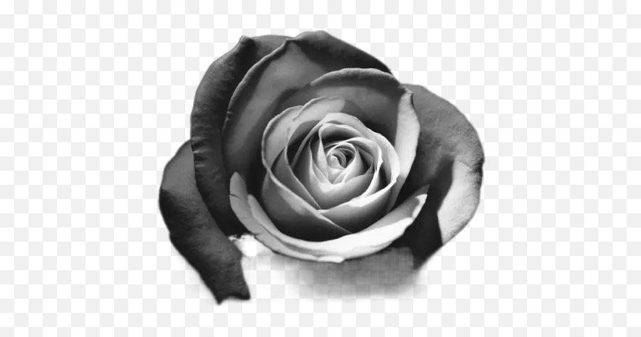 Grayscale Photo Of Rose Transparent Image For Free Download Emoji,Emoji Flower Rose