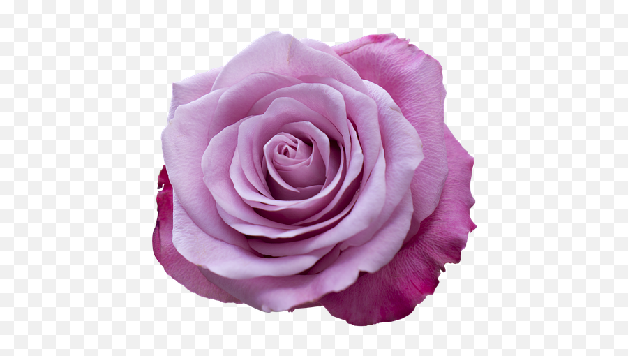 1 Free Purple Rose Purple Photos - Portable Network Graphics Emoji,Blue Emotion Rose