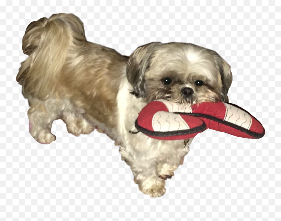 The Most Edited Shih - Tzu Picsart Dog Toy Emoji,Shih Tzu Emoji