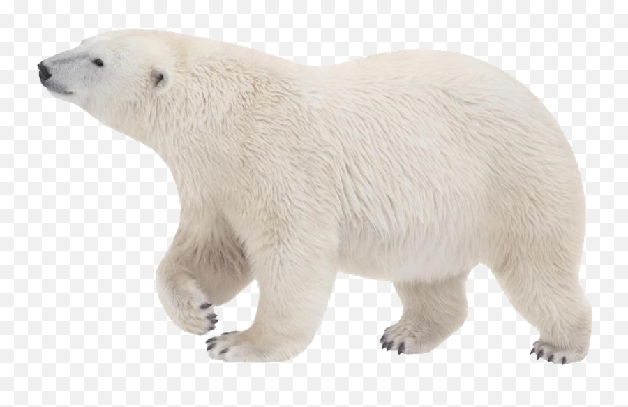The Most Edited Polar Bear Picsart - Polar Bear Clipart Emoji,Polar Bear Clip Emoticons