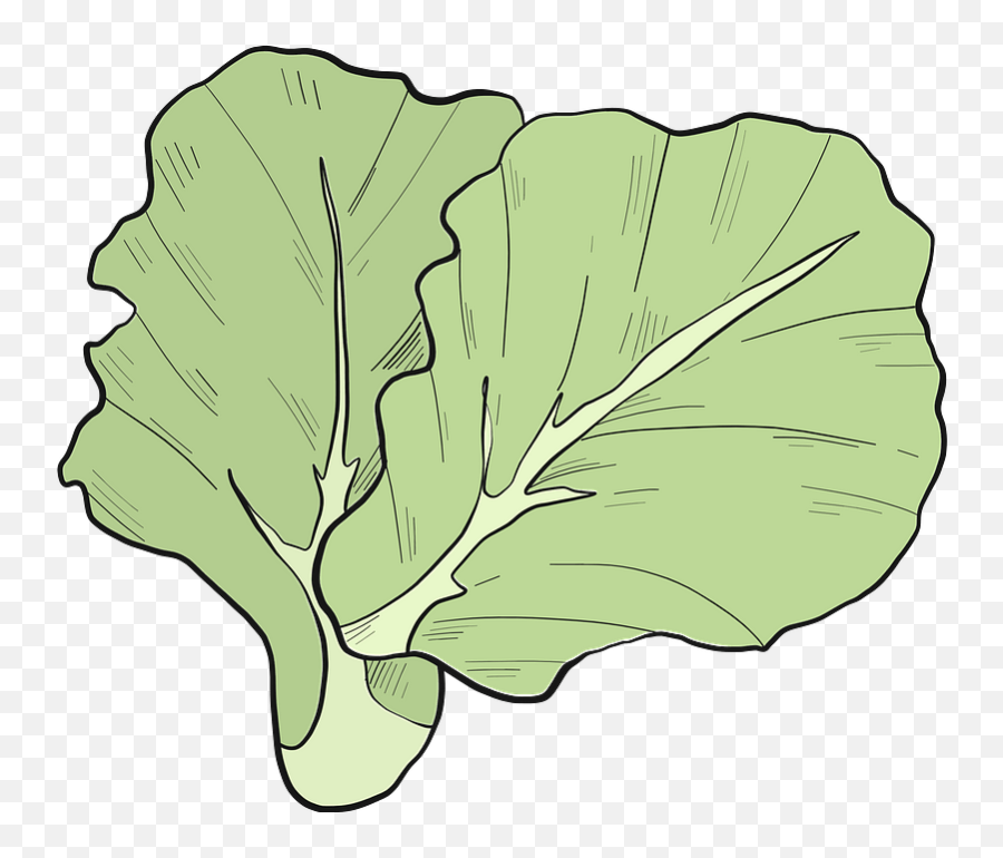 Lettuce Clipart - Wild Cabbage Emoji,Lettuce Emoji