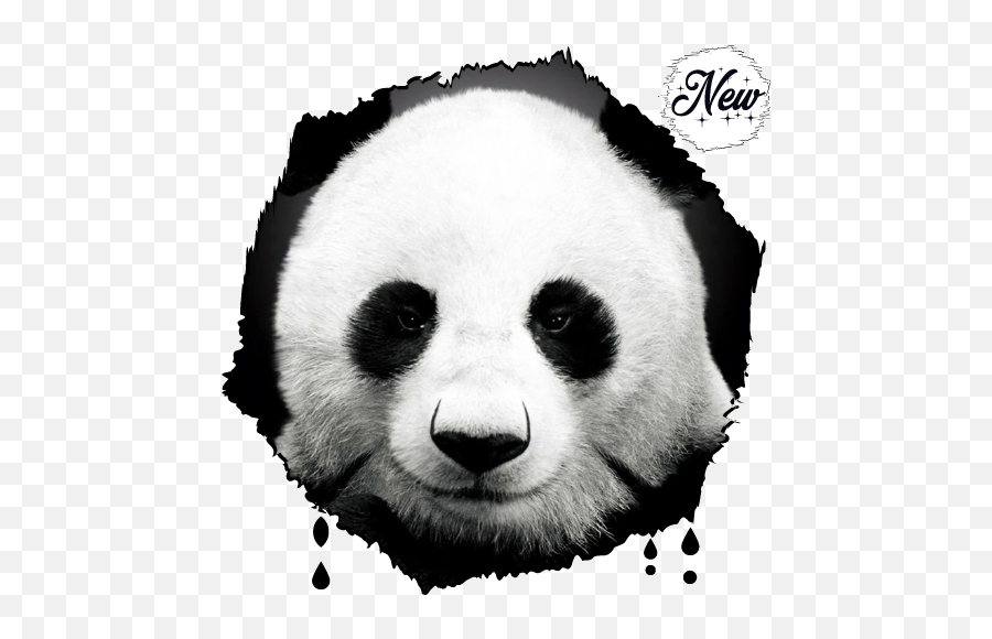 Hd Amazing Giant Panda Wallpapers - Bear 10 Apk Download Emoji,Htc One M9 Round Emojis Hd Amazing Giant Panda Wallpapers - Bear 10 Apk Download Emoji,Htc One M9 Round Emojis