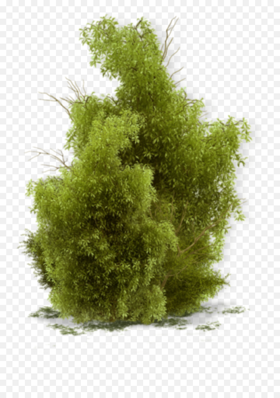 Shrub Sticker By Jaj - Green Algae Emoji,Shrub Emoji