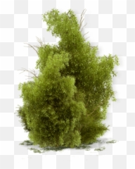 Shrub Sticker By Jaj - Green Algae Emoji,Shrub Emoji