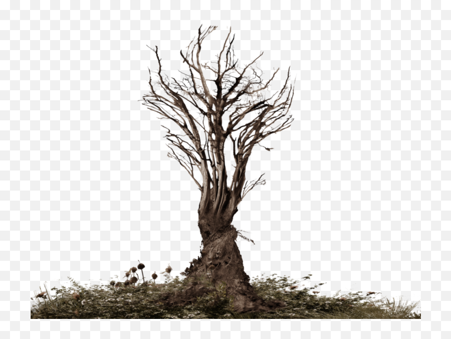 Dead Tree - Real Dry Tree Png Emoji,Dead Tree Emoji