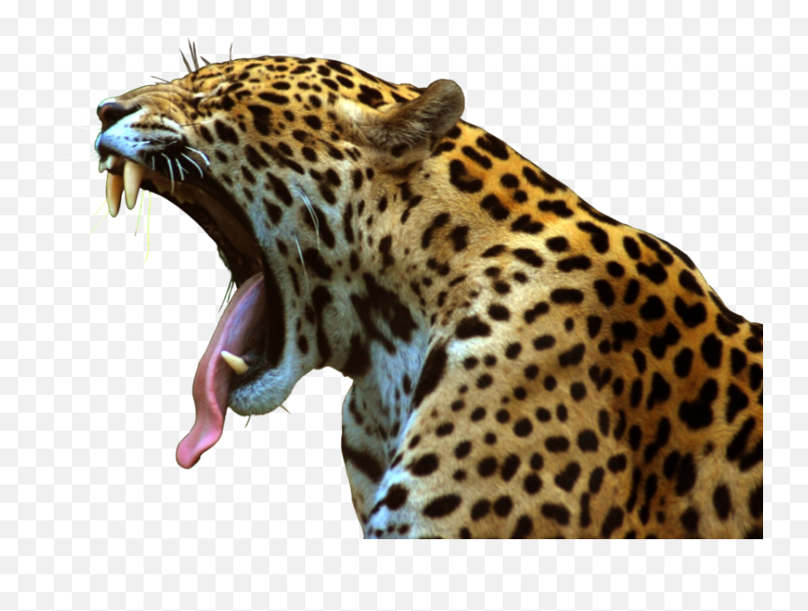 Jaguar Psd Official Psds - Jaguar Png Emoji,Jaguar Emoji