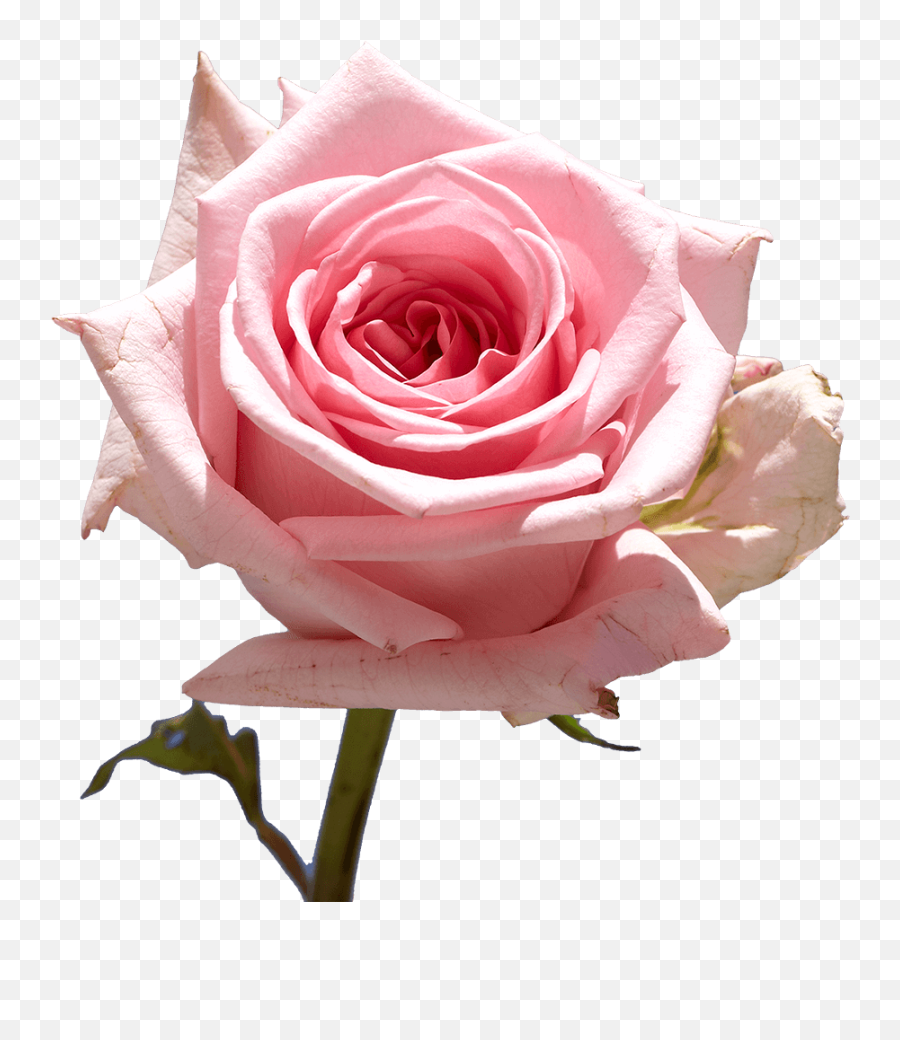 Best Flowers To Give A Taurus - Red Rose Pink Flowers Emoji,Blue Emotion Rose