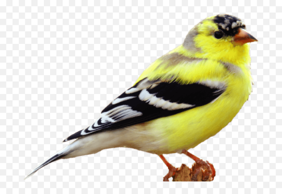 Easy No - Clean Bird Feeders U0026 Seedmr Canary Company2020 American Goldfinch No Background Emoji,Little Clay Emotion Birds