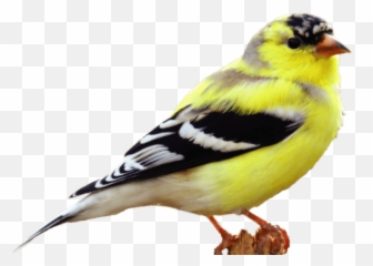 Easy No - Clean Bird Feeders U0026 Seedmr Canary Company2020 American Goldfinch No Background Emoji,Little Clay Emotion Birds