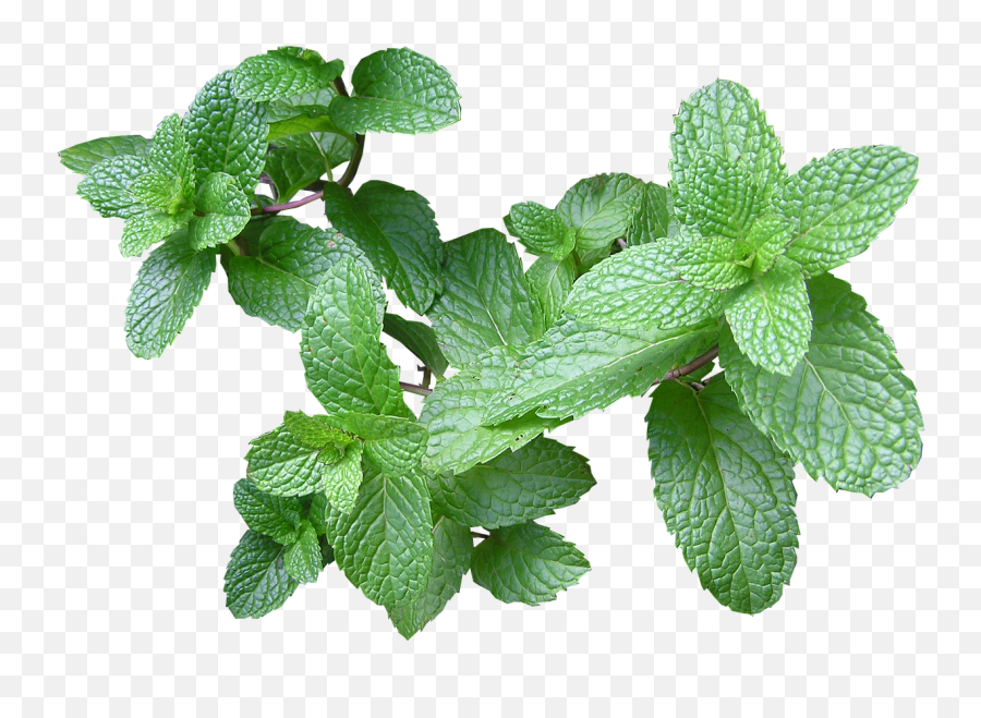 Is Eating A Lot Of Mints Bad - Mint Leaves In Uganda Emoji,What Emotion Does Mint Represent