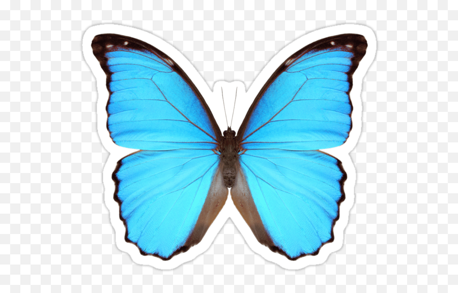 Blue Butterfly Sticker Png - Novocomtop Butterfly Print Out Blue Emoji,Emoji Mariposa