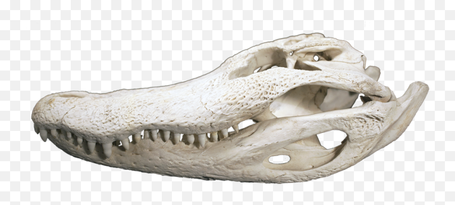 Alligator Skull Large - Alligator Skull Emoji,Skull & Acrossbones Emoticon