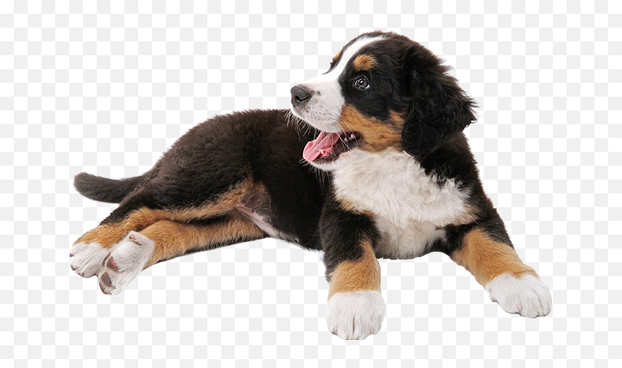 Download Schnauzer Mountain Puppy Dog Emoji,Caucasian Mountain Shepherd Puppy Emoticon