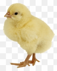 Baby Chick Graphics Page 1 - Line17qqcom Chick Png Emoji,Chick Emoji
