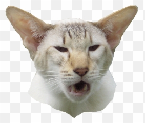 Bröllopsklockor Den 15 Januari 2009 Gifte Vi Oss I Alanya - Katt Sfinx Emoji,Riverdance Emoji