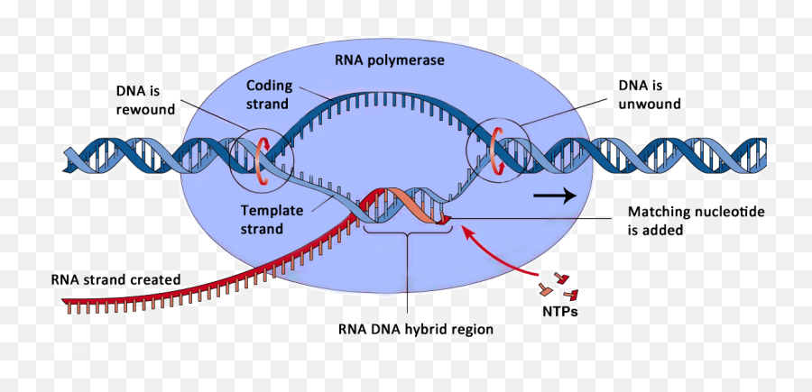 Diagram Process Of Transcription Diagram Labeled Full Emoji,5e Incite Emotions