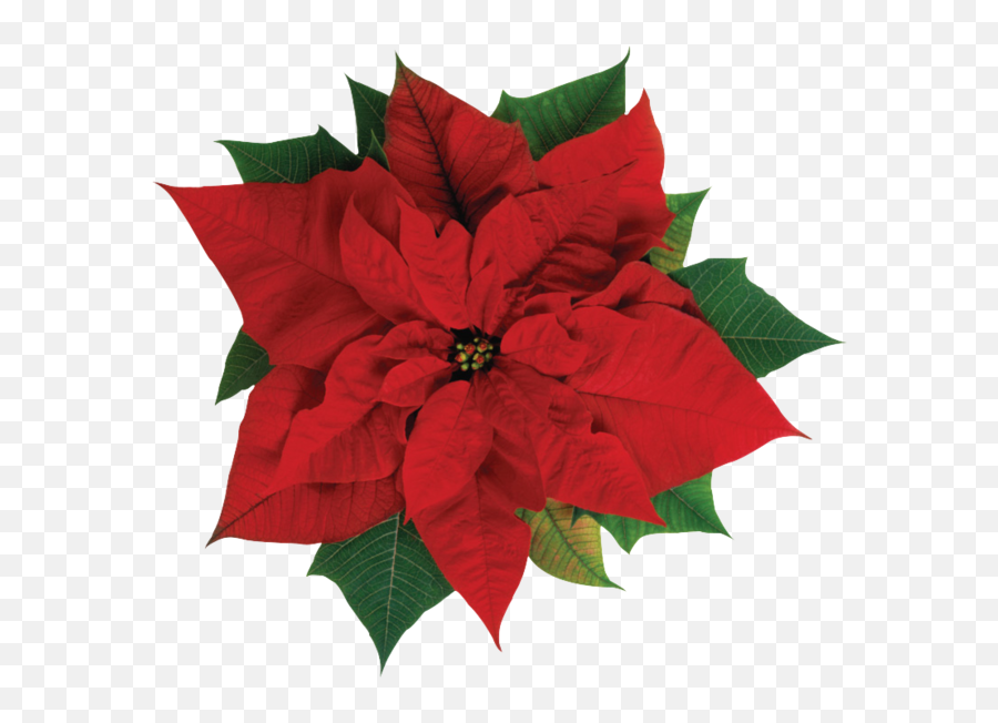 Christmas Poinsettia - Poinsettia Png Emoji,Poinsettia Emoji