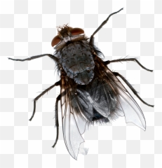 Insect Fly - Fly Bug Emoji,Flies Emoji
