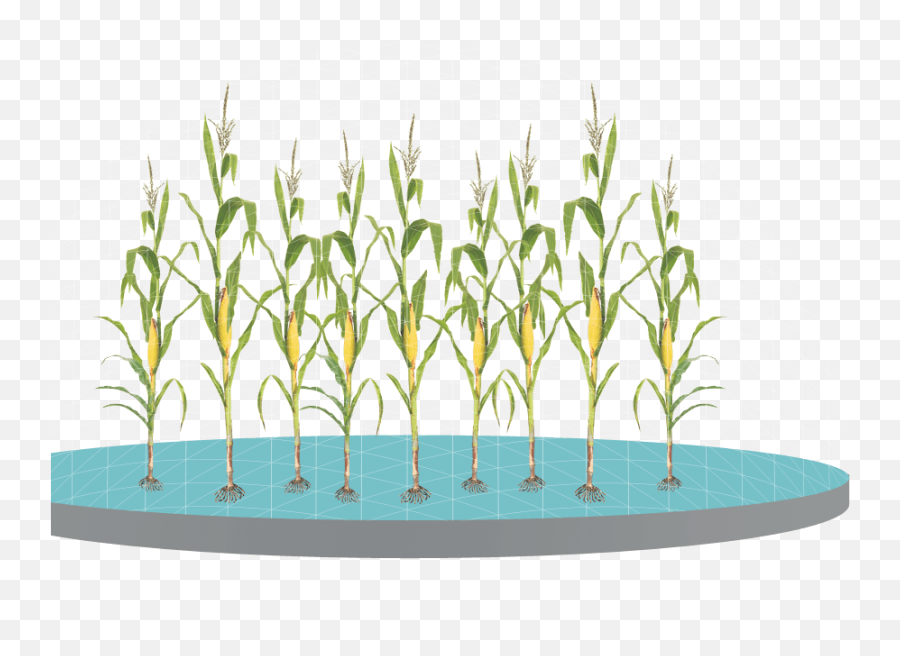 Maize Plant On Corn Cob The Drawing - Vertical Emoji,Corncob Emoji