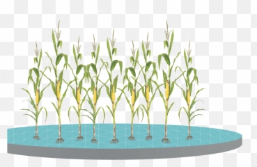 Maize Plant On Corn Cob The Drawing - Vertical Emoji,Corncob Emoji