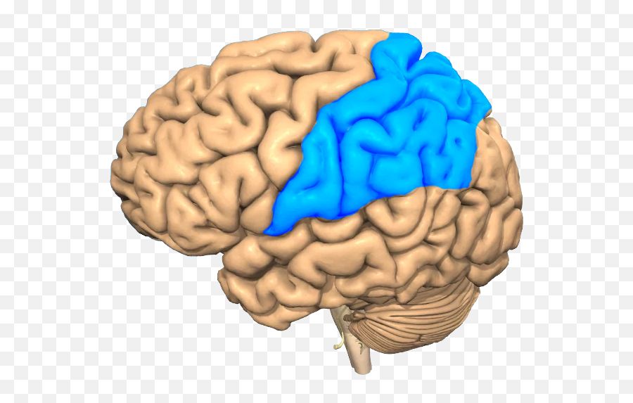 Concussion Treatment - Brain Emoji,Logic And Emotion Parts Of The Brain