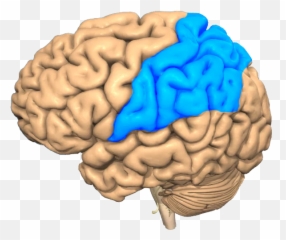 Concussion Treatment - Brain Emoji,Logic And Emotion Parts Of The Brain
