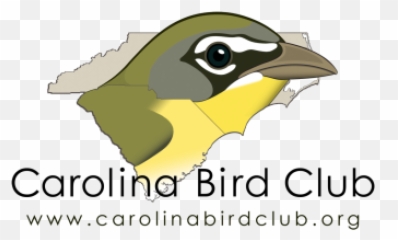 Birds Of North Carolina - Carolina Bird Club Emoji,Little Clay Emotion Birds