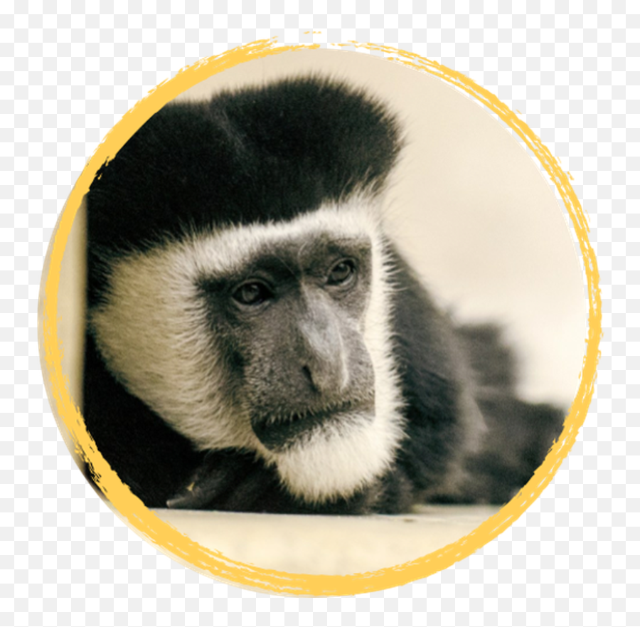 Monkey Transparent Png - Colobuses Emoji,Custom Monkey Emojis