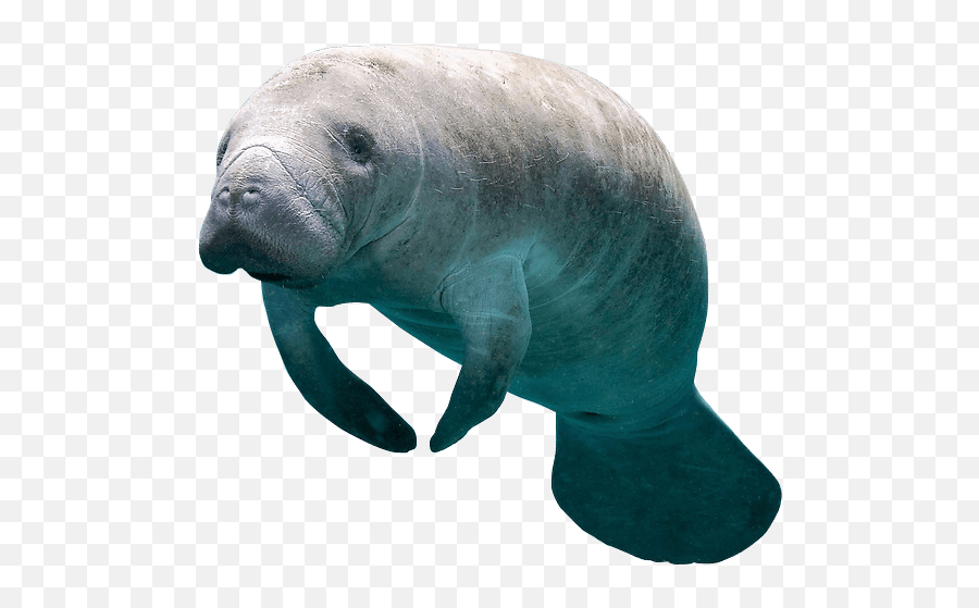 Popular And Trending - Manatee Png Emoji,Manatee Emoji