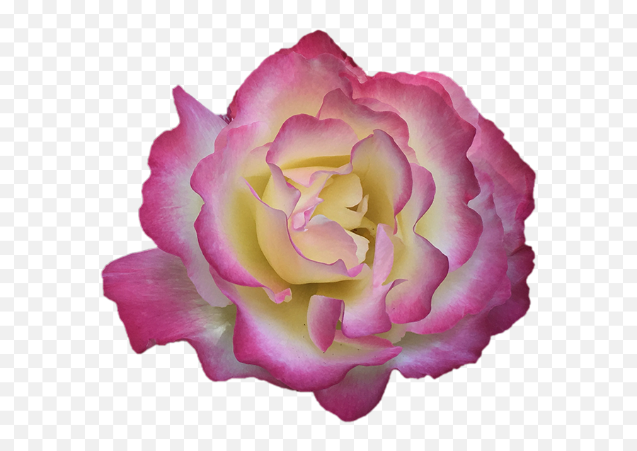 Hummingbird Flowers By Specktech Inc - Hybrid Tea Rose Emoji,Iphone New Emojis Roses