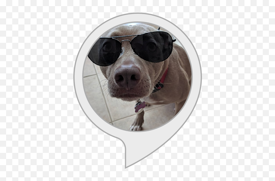 Amazoncom Rovercom Dog Name Generator Alexa Skills Emoji,Bull Terrier Emoticons