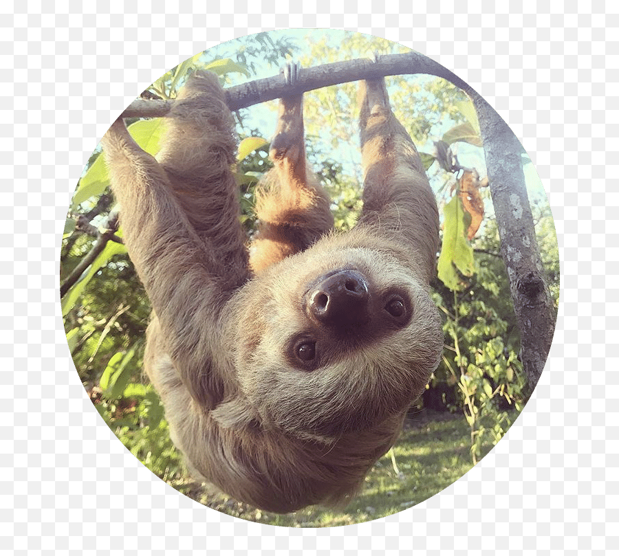 Get Involved - Jungle Doctor Emoji,No Words Just Emotions Sloth