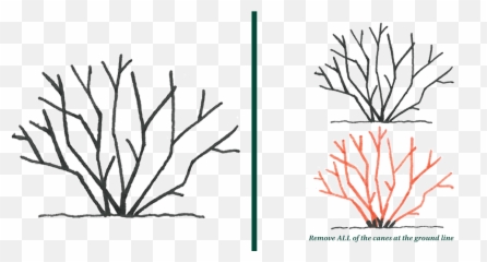 Rejuvenative Method Of Pruning Knowledgebase Johnsonu0027s - Twig Emoji,Shrub Emoji