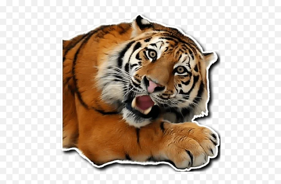 Telegram Sticker From Tiger Tiger Pack Emoji,2 Tigers Emoji