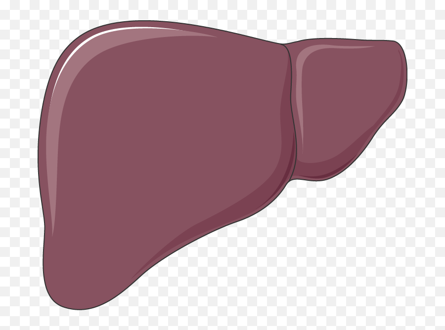 Liver Clipart Human Liver Liver Human - Hepatomegalia Png Emoji,Liver Emoji