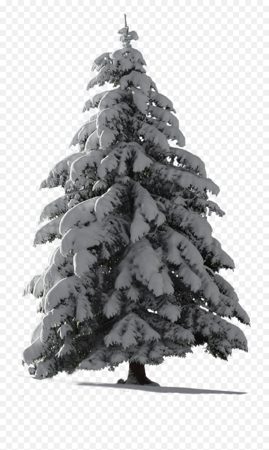 Ftestickers Tree Pine Snow Sticker By Pennyann - Snow Tree Png Emoji,Pine Emoji