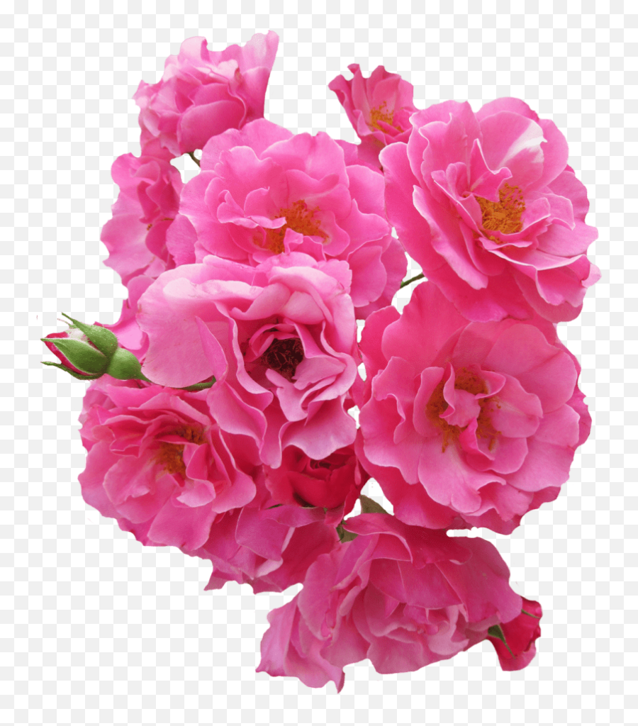 Dahlia Flower Png Image Pink - 6472 Transparentpng Pink Flower Png Realistic Emoji,Pink Flower Emoji Transparent