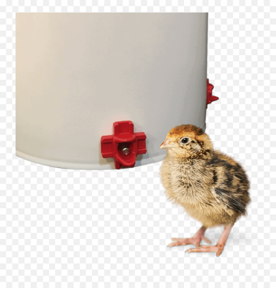 Raising Chickens - Cylinder Emoji,Cornish Cross Chicken Emotions