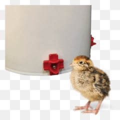 Raising Chickens - Cylinder Emoji,Cornish Cross Chicken Emotions