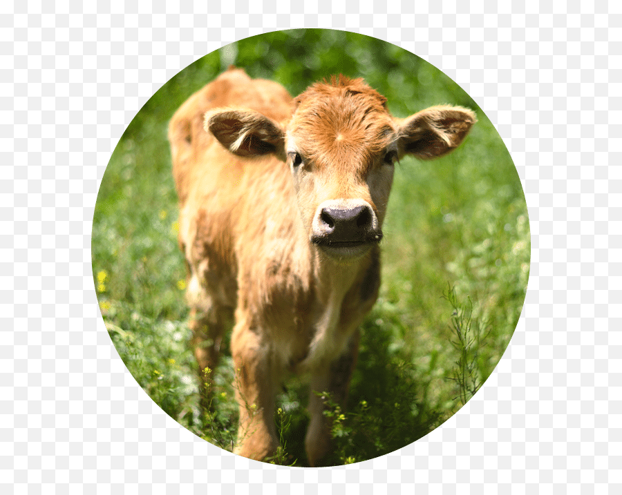Heather Ripley - Beautiful Calf Emoji,Cow Showing Emotion
