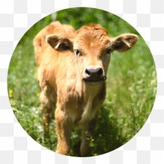 Heather Ripley - Beautiful Calf Emoji,Cow Showing Emotion