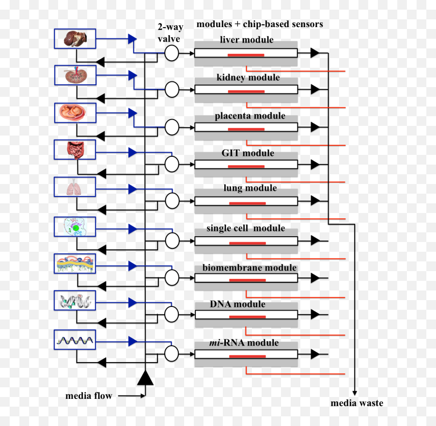 Eu Research Aims To Revolutionise Toxicity Screening Of - Vertical Emoji,Pote De Catchup Emoticon