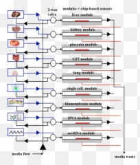 Eu Research Aims To Revolutionise Toxicity Screening Of - Vertical Emoji,Pote De Catchup Emoticon