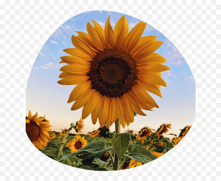 Wa Denver Llc U2013 Wellness Services - Sunflower Hd Emoji,The Orange Emotion From Inside Out