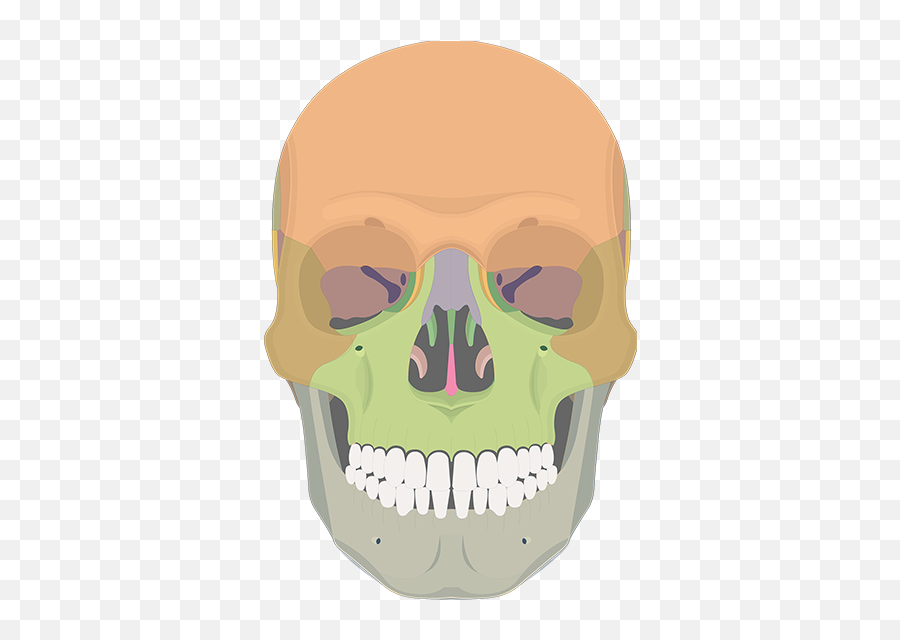 The Skull Bones - Anterior Skull Bone Emoji,Skull & Acrossbones Emoticon