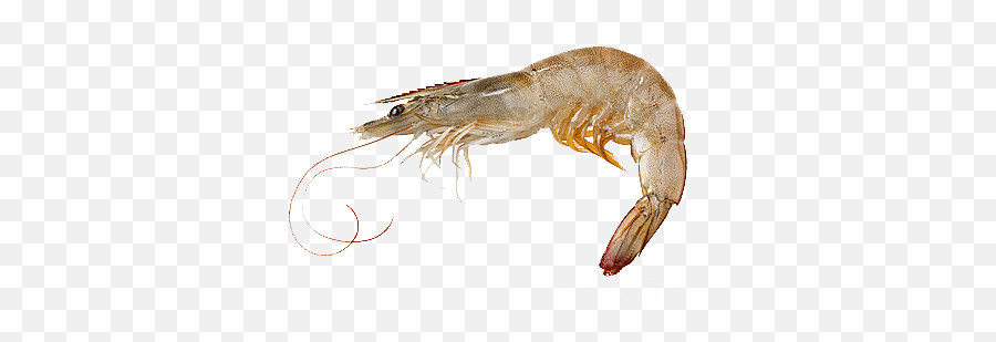 Seafood Transparent Png Images - Stickpng Vannamei Shrimp Png Emoji,Emoji Tiger And Shrimp