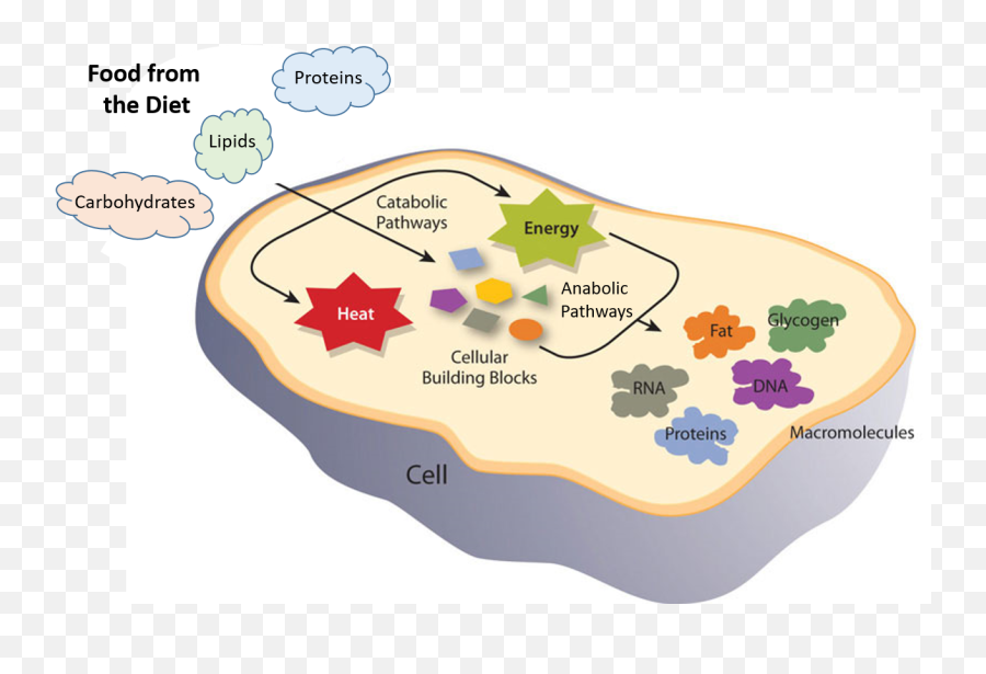 Chapter 1 The Foundations Of Biochemistry U2013 Chemistry Emoji,Create A Emotion Chart Round Arrow